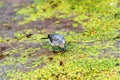 Juvenile white wagtail or Motacilla alba eats botfly