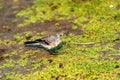 Juvenile white wagtail or Motacilla alba eats botfly