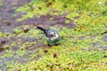 Juvenile white wagtail or Motacilla alba eats botfly