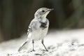 Juvenile White wagtail Motacilla alba, young bird walking on sandland in South Ukraine Royalty Free Stock Photo