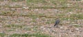 Juvenile White Wagtail in stone field Royalty Free Stock Photo