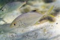 Juvenile wild Crevalle Jack.