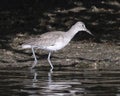 Juvenile Willet foraging for food in shallow water just off the shoreline of Chokoloskee Bay in Florida.