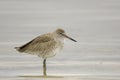 A juvenile Willet in the surf Royalty Free Stock Photo