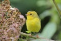 Juvenile Wilsons Warbler