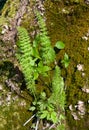 Juvenile Wood Horsetail (Equisetum sylvaticum) Royalty Free Stock Photo