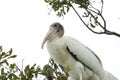 Juvenile Wood Stork Royalty Free Stock Photo