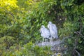 Juvenile Wood Storks In Their Nest Royalty Free Stock Photo