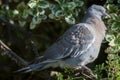 Juvenile woodpigeon. Close-up of a garden bird. Pigeon in profile Royalty Free Stock Photo