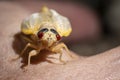 Newly transformed, a 17-year Brood X cicada basks in the sunlight.