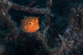 Juvenile Yellow Boxfish