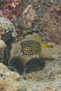 Juvenile Yellow boxfish (Ostracion cubicus). Royalty Free Stock Photo