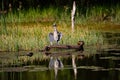 Juvenile Yellow-crowned Night Heron