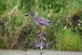 Juvenile Yellow-crowned Night Heron