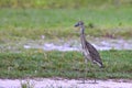 Juvenile Yellow-crowned Night Heron Standing On Sandy Turf Royalty Free Stock Photo