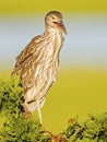 Juvenile Yellow-crowned Night Heron in Tree