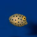 Juvenile Yellow Cubicus Boxfish Royalty Free Stock Photo