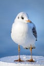 Juvenile yellow-legged gull, front view