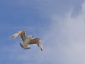 Juvenile yellow-legged Gull in flight Royalty Free Stock Photo