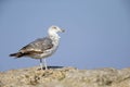 An juvenile yellow-legged gull perched on the cliffs of Sagres Portugal. Royalty Free Stock Photo