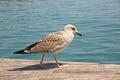 Juvenile yellow-legged gulls walking along a wooden pier with the sea behind, Barcelona, Spain