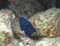 Juvenile Yellowtail Damselfish (Jewelfish) Royalty Free Stock Photo