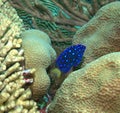 Juvenile Yellowtail Damselfish Royalty Free Stock Photo