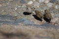 Juveniles of spanish sparrow Passer hispaniolensis asking food to his mother.