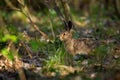 Juvenille brown hare standing in forest during sunny spring day