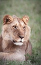 Juvenille Lion Royalty Free Stock Photo
