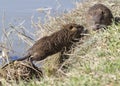 Juvenille nutrias Myocastor coypus