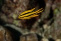 Juvenille Yellowtail Damselfish, Neoglyphidodon nigroris in a tropical coral reef iof Andaman sea Royalty Free Stock Photo