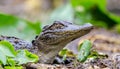 Juvenile American Alligator, Okefenokee Swamp National Wildlife Refuge