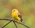 Juvinile American Goldfinch