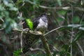 Juvinile Red-chested Cuckoo - Cuculus Solitarius - Piet My Vrou Royalty Free Stock Photo