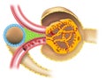 Juxtaglomerular apparatus of kidney nephron illustration without captions