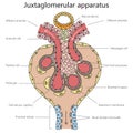 Juxtaglomerular apparatus structure medical