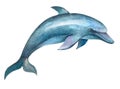 Big dolphin, Marine life, sperm whale, mammal, marine life. Watercolor illustration Royalty Free Stock Photo