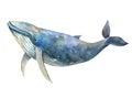 big whale, marine life, sperm whale, mammal, sea life , watercolor illustration Royalty Free Stock Photo