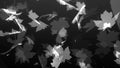 4k abstract autumn background, black and white maple leaves silouhette falling