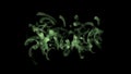 4k Abstract microbe bacterial cellular fungal,worm nematodes insect,curved life.