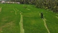 4K aerial flying video of green grass background and coconut palms. Bali island.