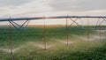 4K Aerial View.Watering the Cornfield with a Sprinkler. Automatic Watering System. Irrigation of Plants during the