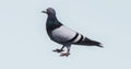 4k alone Pigeon eating something on ground,bird silhouette.