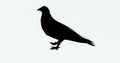 4k alone Pigeon eating something on ground,black bird silhouette.