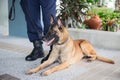 K 9 alsatian dog crouch beside training