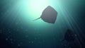 4K animation of The silhouettes of two mantas