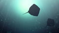 4K animation of The silhouettes of two mantas