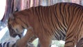 4k B Roll video clips of royal bengal tiger