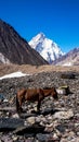 K2 and Broad Peak from Concordia in the Karakorum Mountains